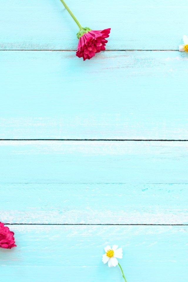 Красные хризантемы и цветы космеи на голубом фоне