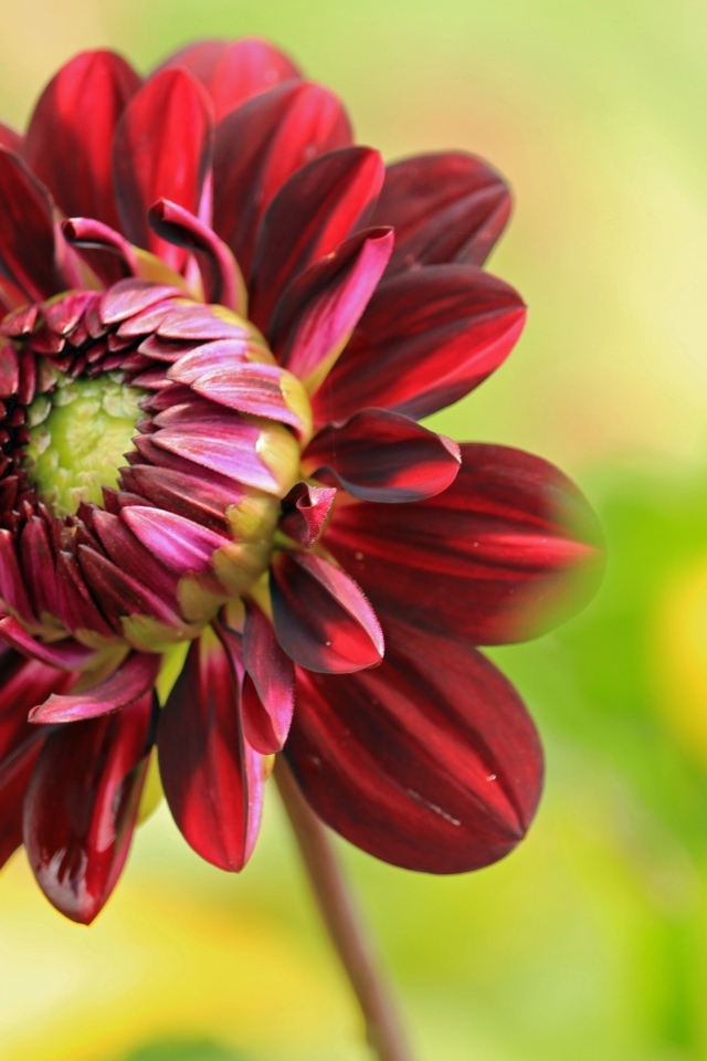 Красный цветок георгина крупным планом