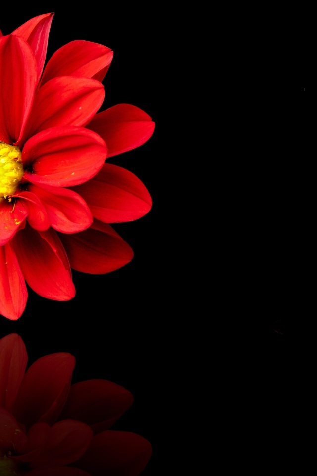 Красный цветок георгина на черном фоне