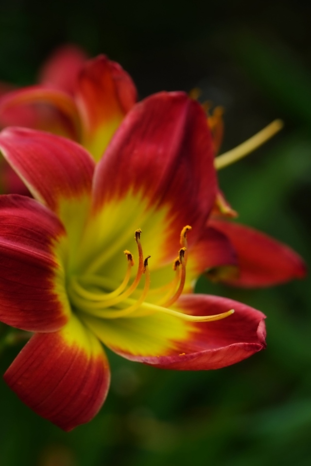 Красный цветок лилейника с желтой серединкой