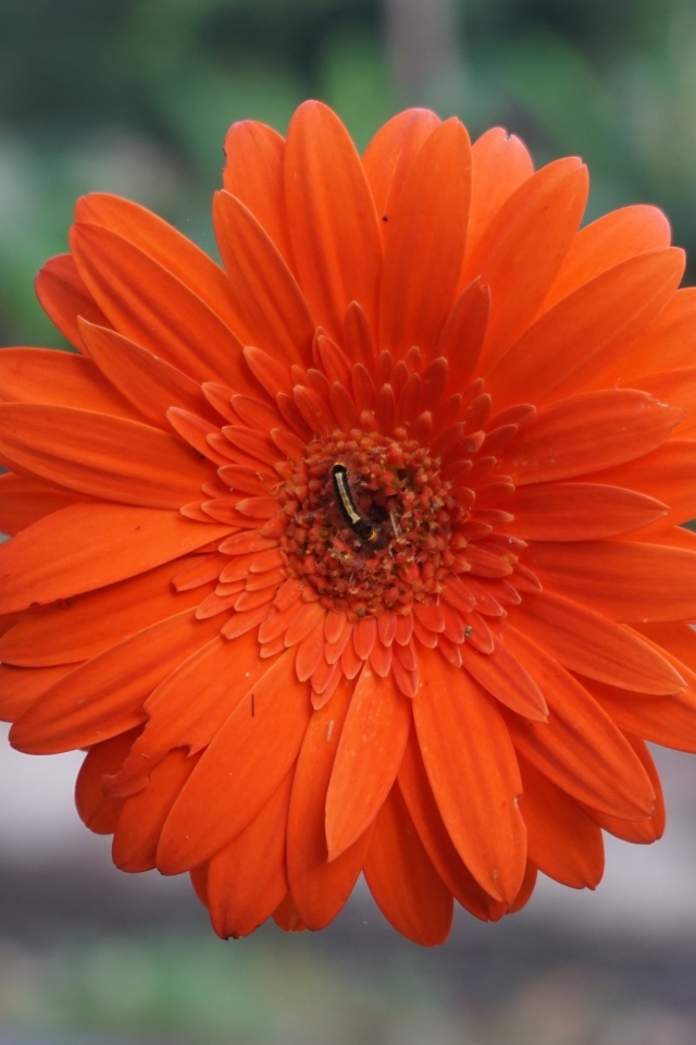 Красная нежная гербера с тонким стеблем