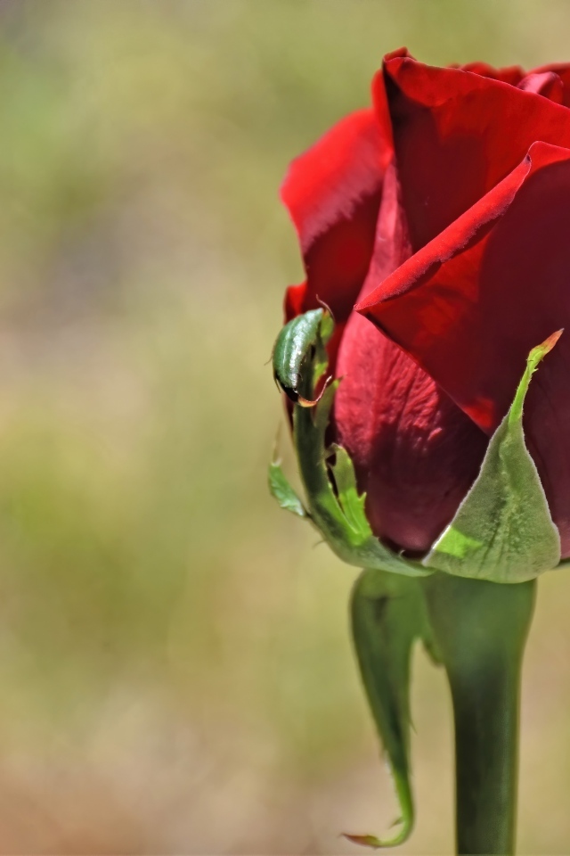 Красная английская роза крупным планом