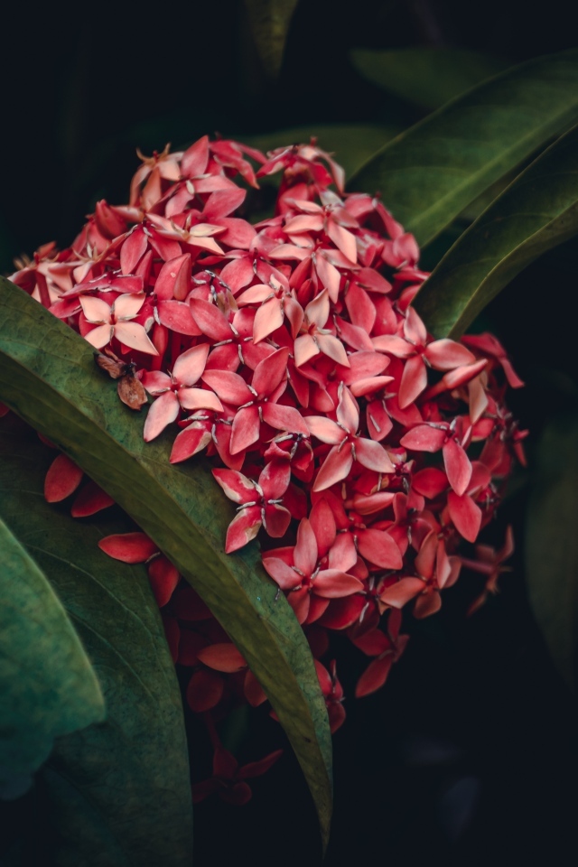 Красный экзотический цветок в зеленых листьях