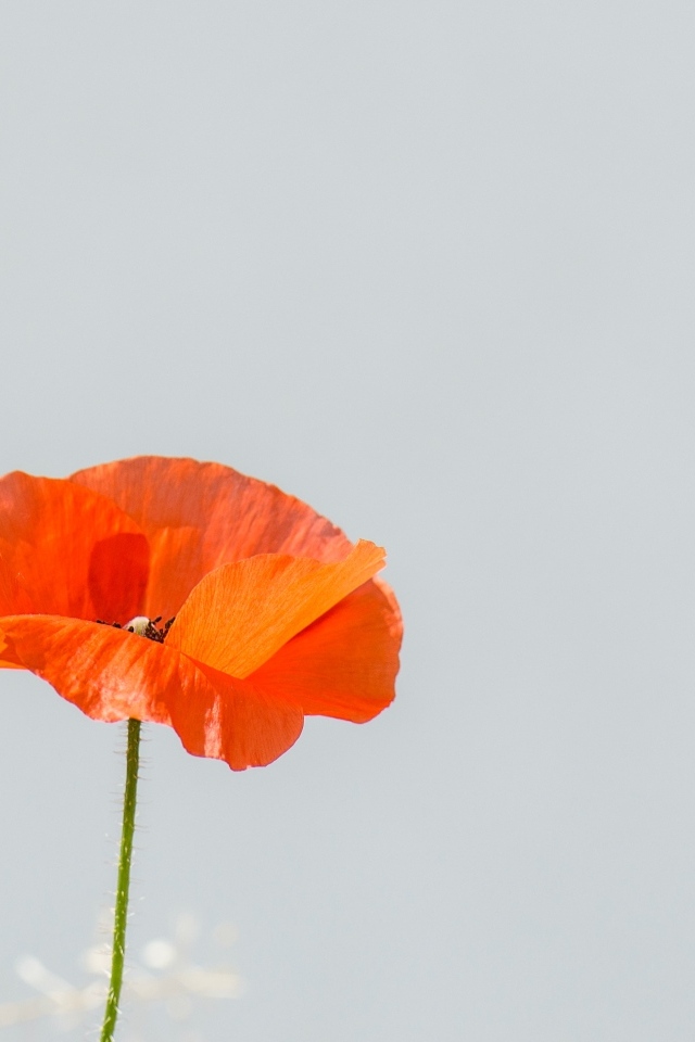 Красный полевой мак на сером фоне