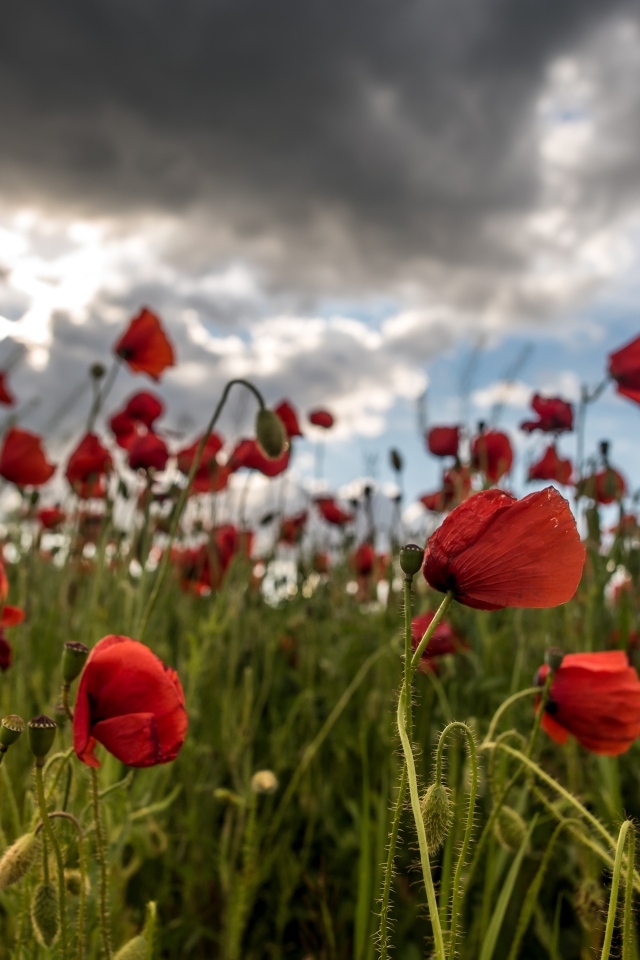 Красный полевой мак под грозовым небом