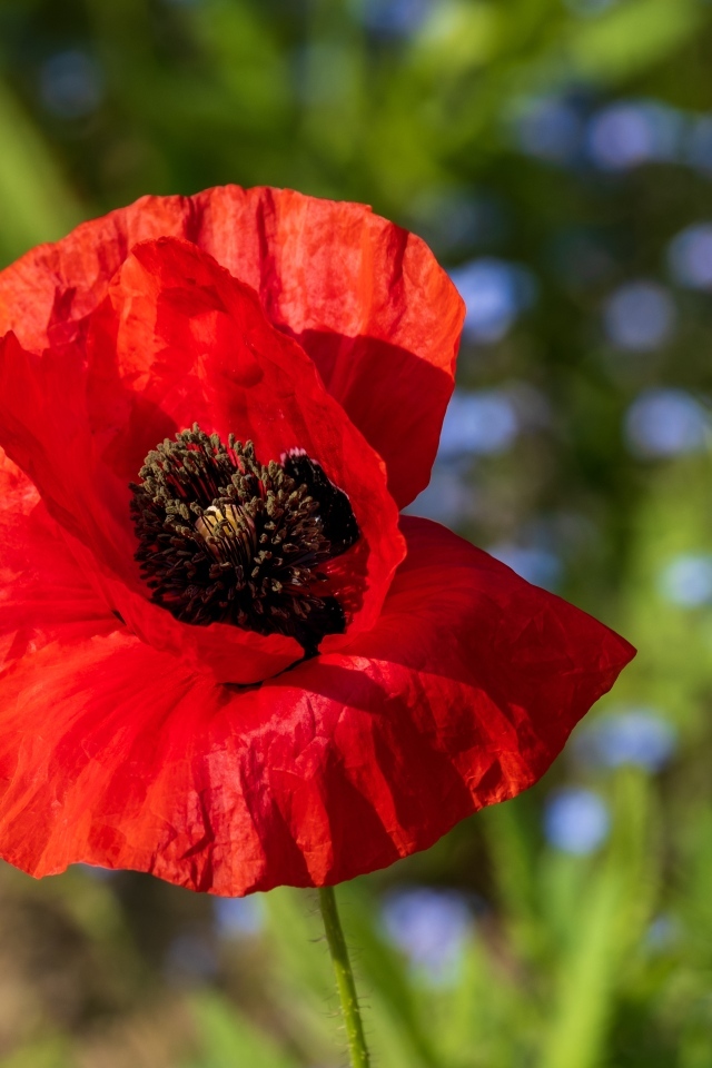 Красный полевой мак с черной серединкой