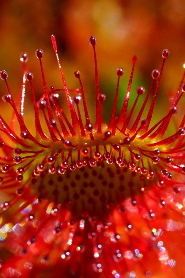 Красный цветок мухоловка