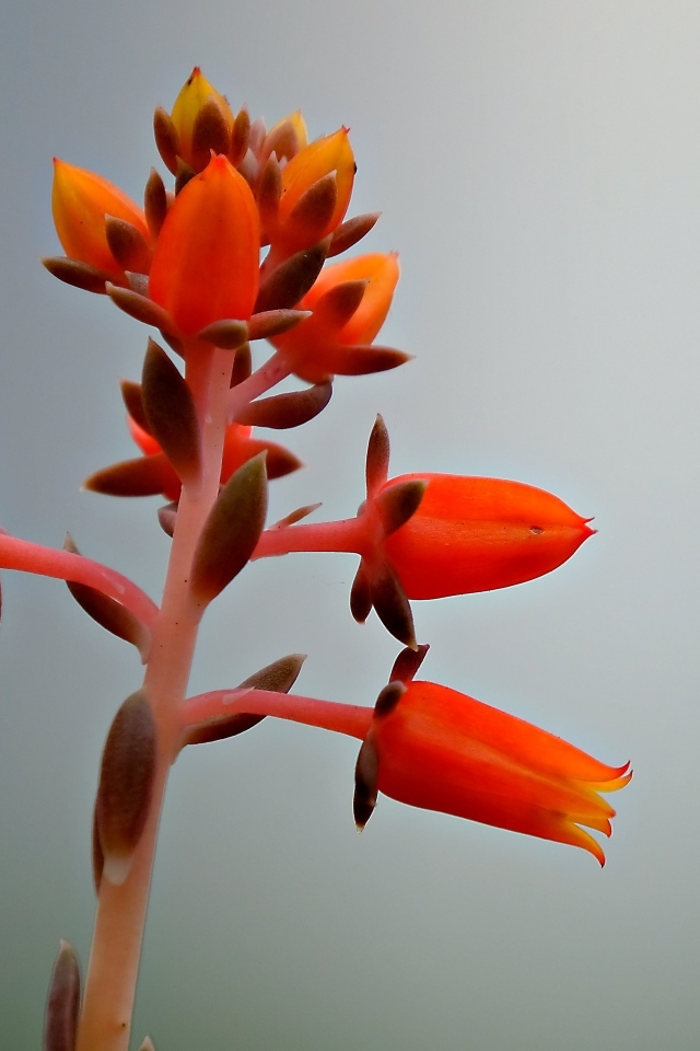 Красный цветок на сером фоне 