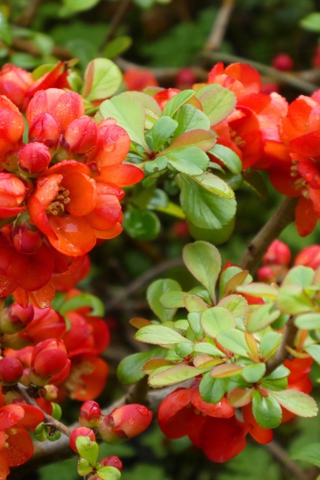 Красные цветы японской айвы на кустарнике