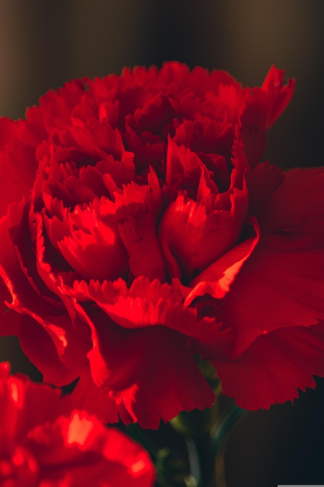 Красные цветы декоративной гвоздики крупным планом