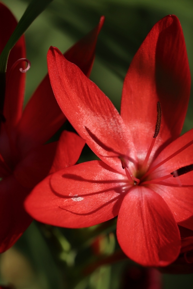 Красные цветы hesperantha семейства ирисовых