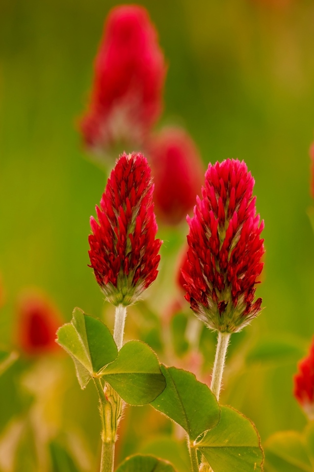 Красные цветы полевого клевера