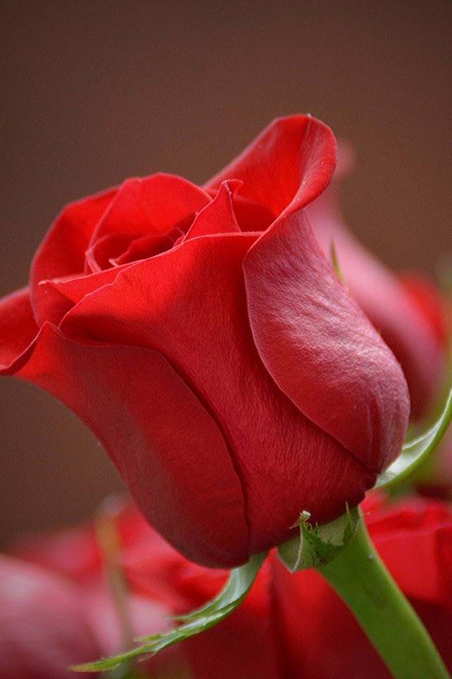 Красная ароматная английская роза крупным планом