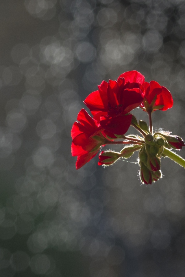 Красный цветок герани в лучах солнца