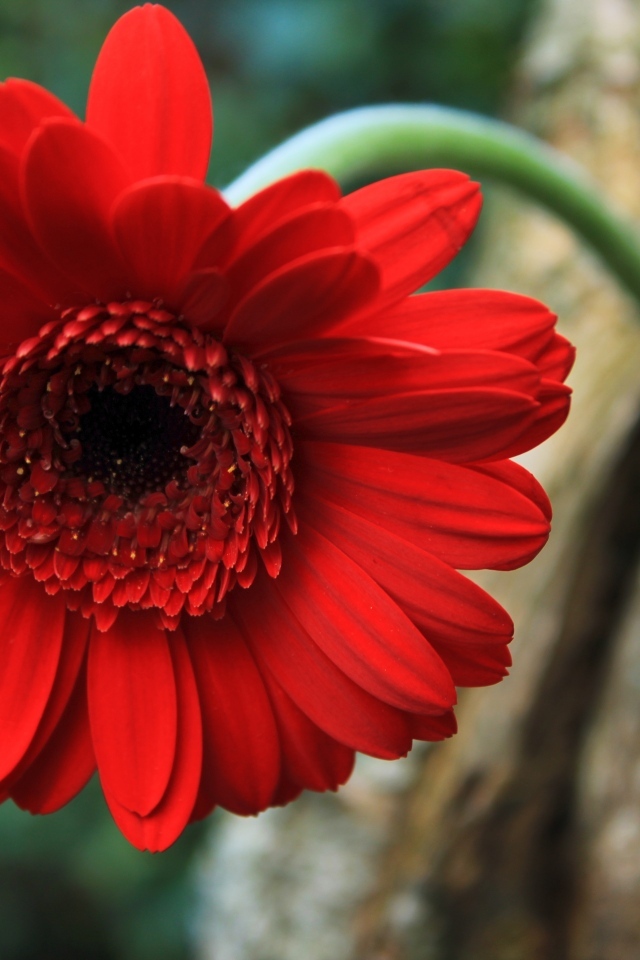 Красный цветок герберы на дереве