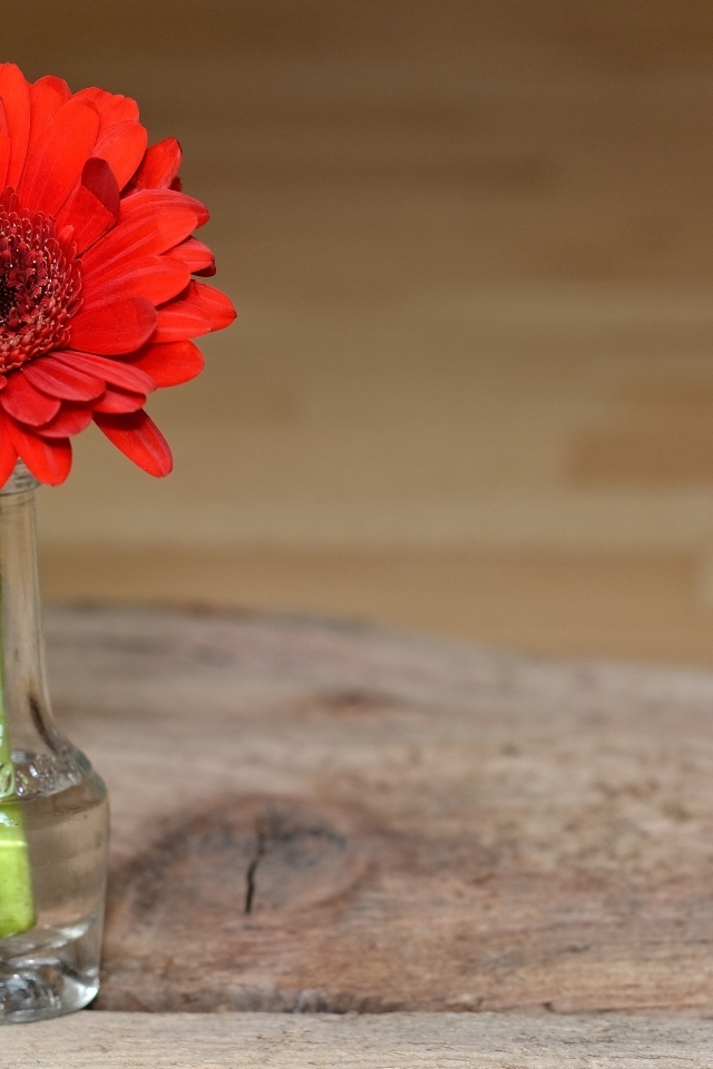 Красная гербера в стеклянной бутылке