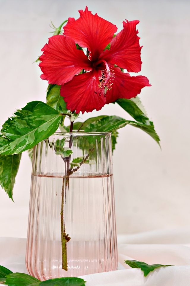 Красный цветок гибискуса в вазе на столе