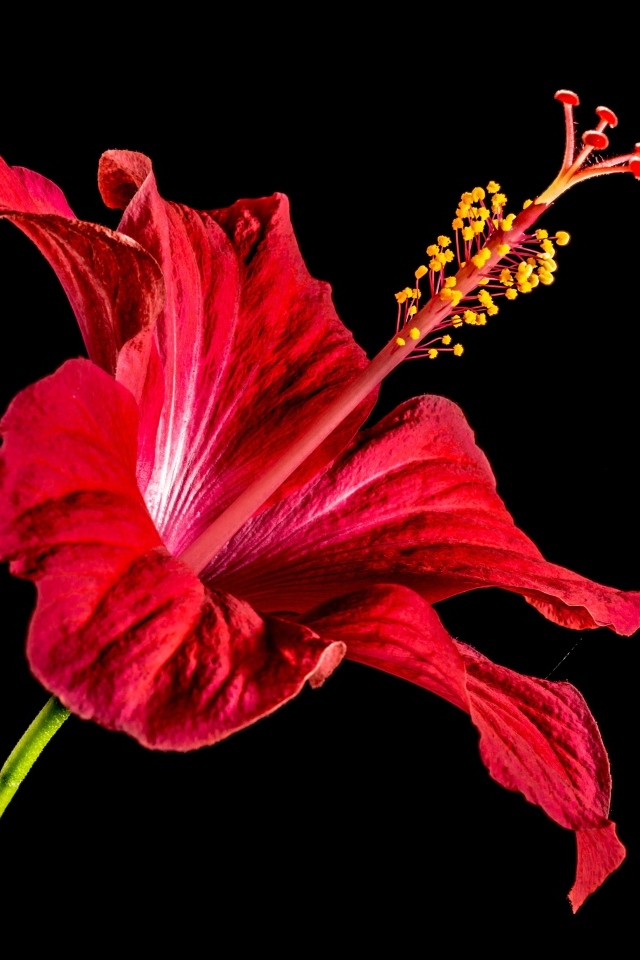 Красный цветок гибискуса на черном фоне