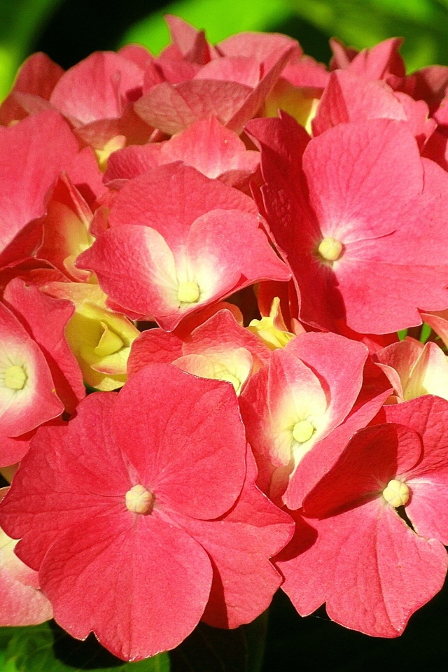 Красный цветок гортензии в лучах солнца