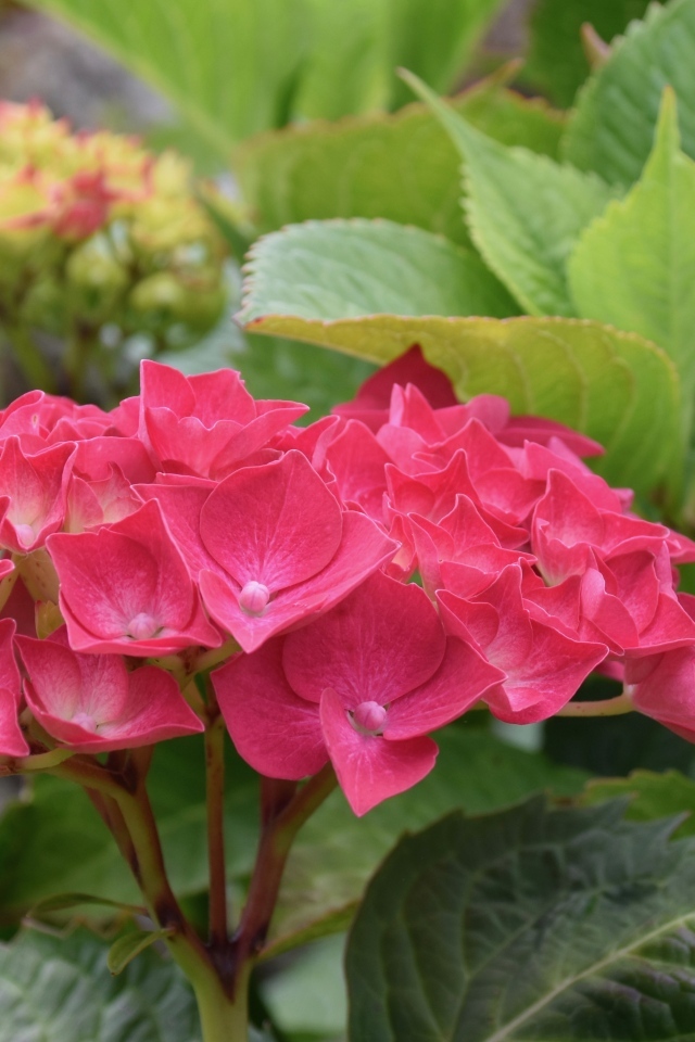 Красная гортензия с зелеными листьями в саду