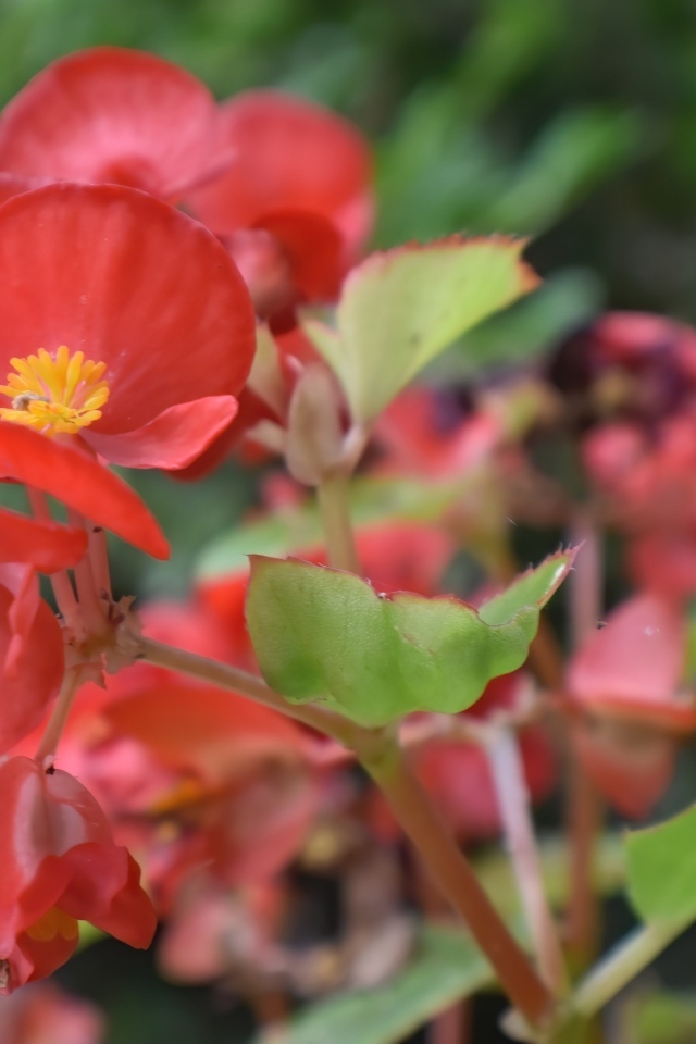 Красные комнатные цветы бегония