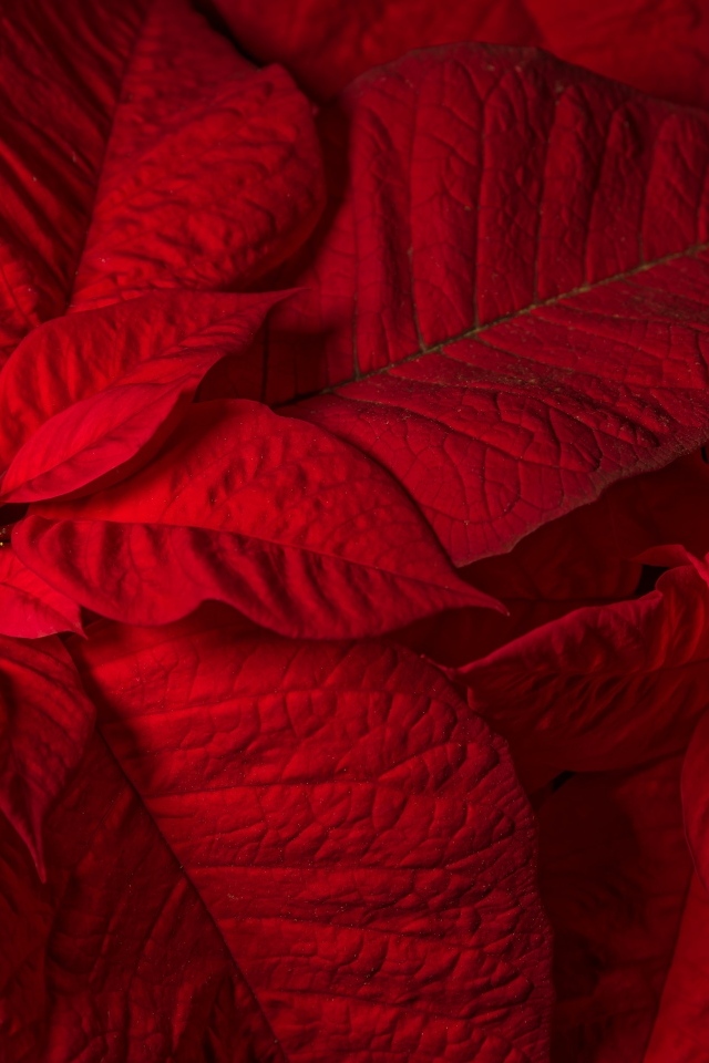 Красный комнатный цветок молочай