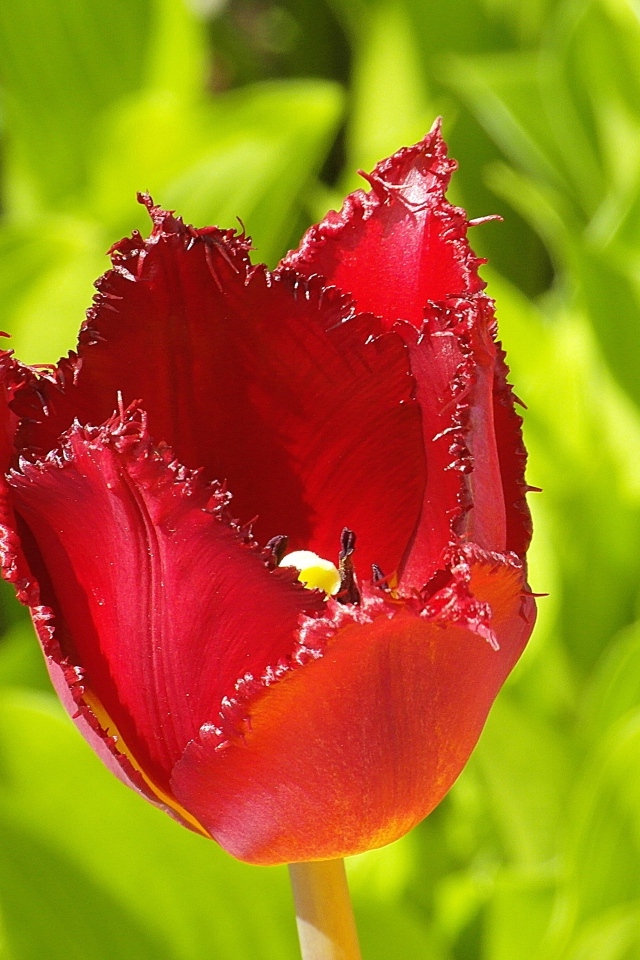 Красные зазубренные лепестки тюльпана