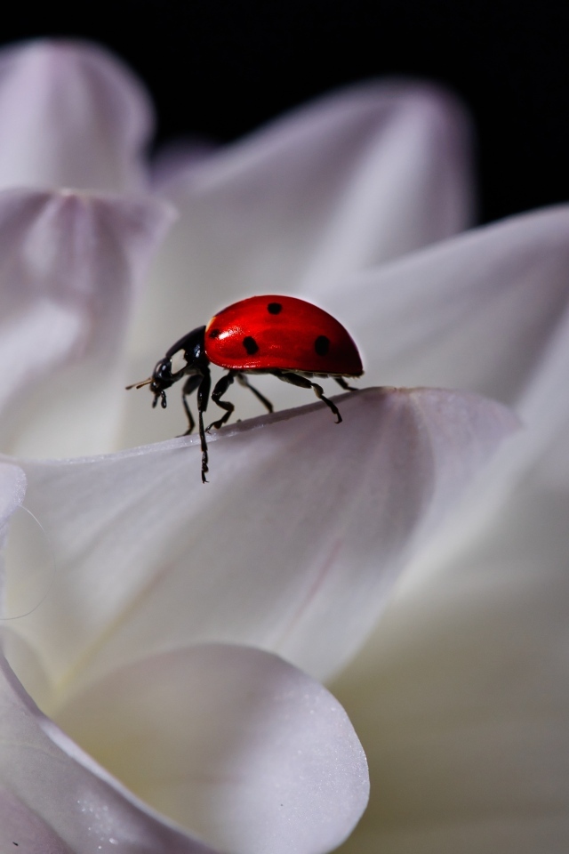 Красная божья коровка сидит на белом цветке георгина