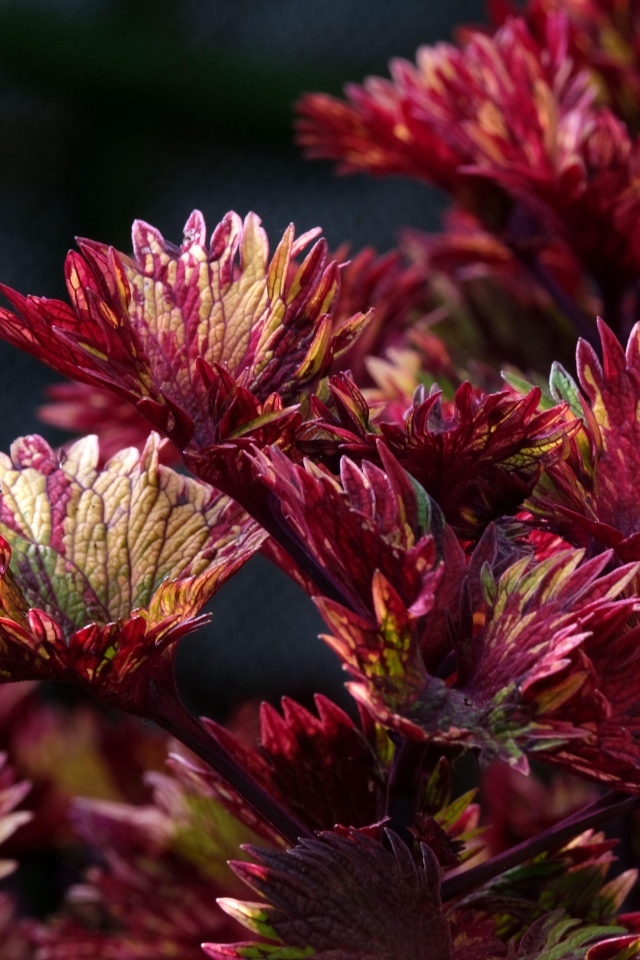 Красные листья цветка колеус