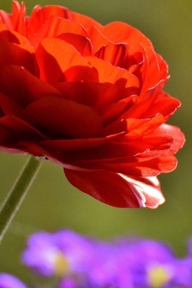 Красный пышный цветок лютика