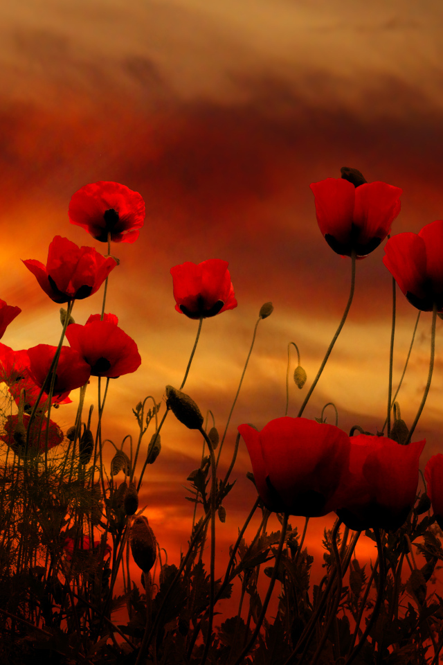 Красные маки на фоне неба на закате