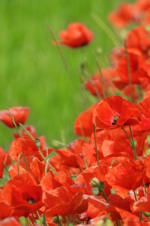 Красные маки на поле в зеленой траве летом