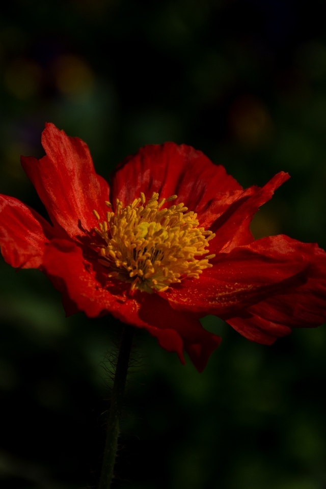 Красный цветок мака в лучах света