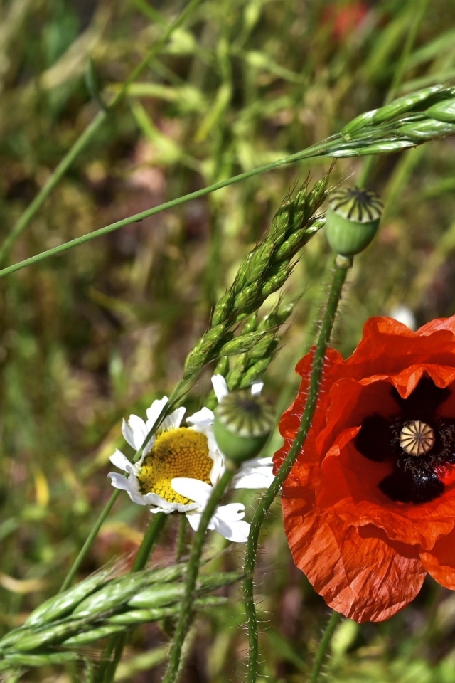 Цветок красного мака в траве