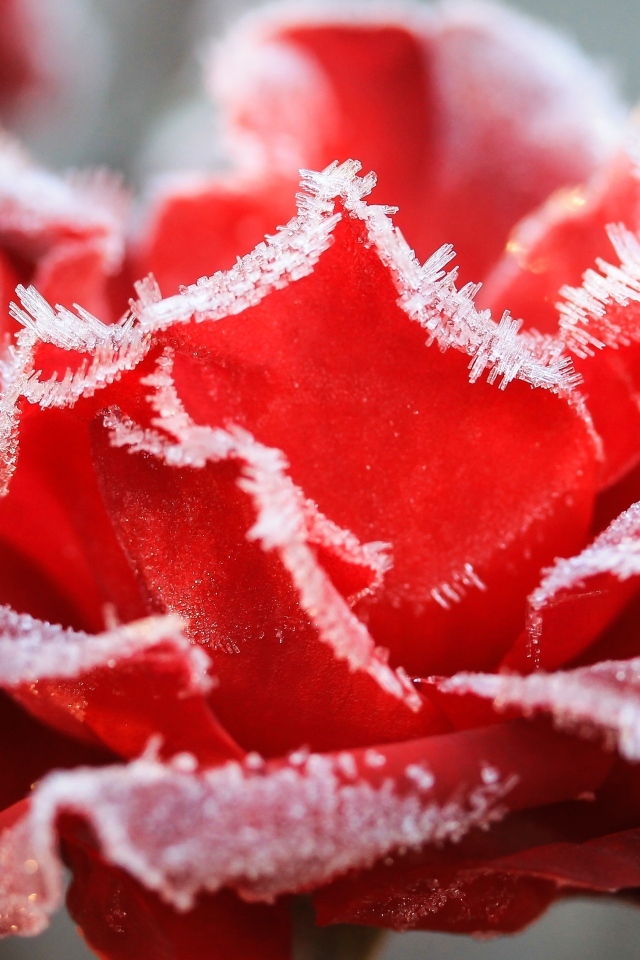 Красная роза покрыта инеем крупным планом