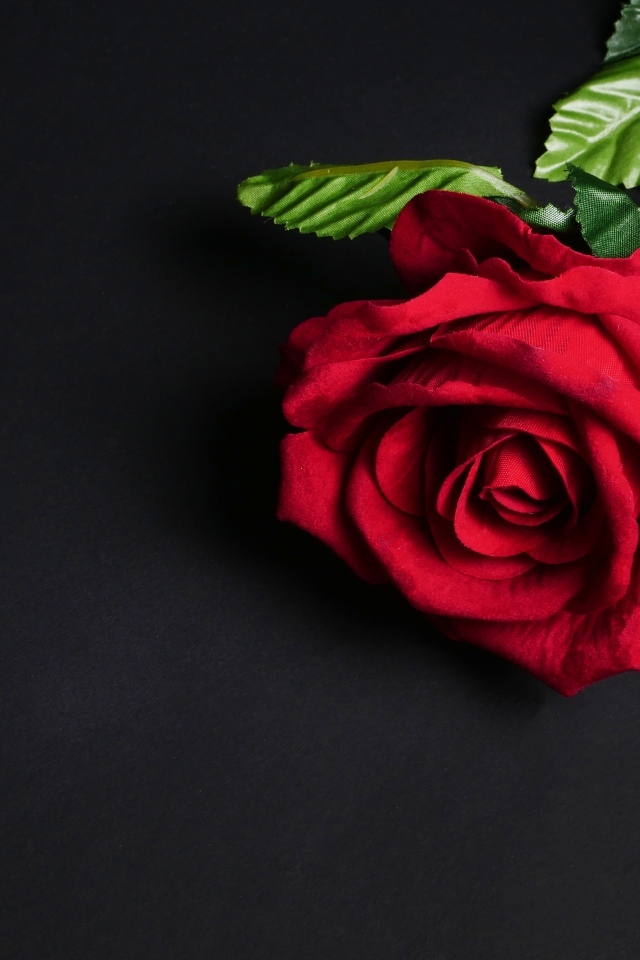 Красный цветок розы на черном фоне