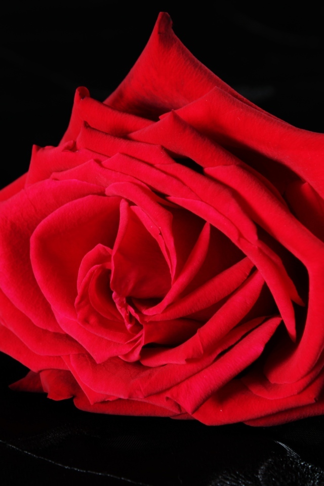 Красная роза на черном фоне
