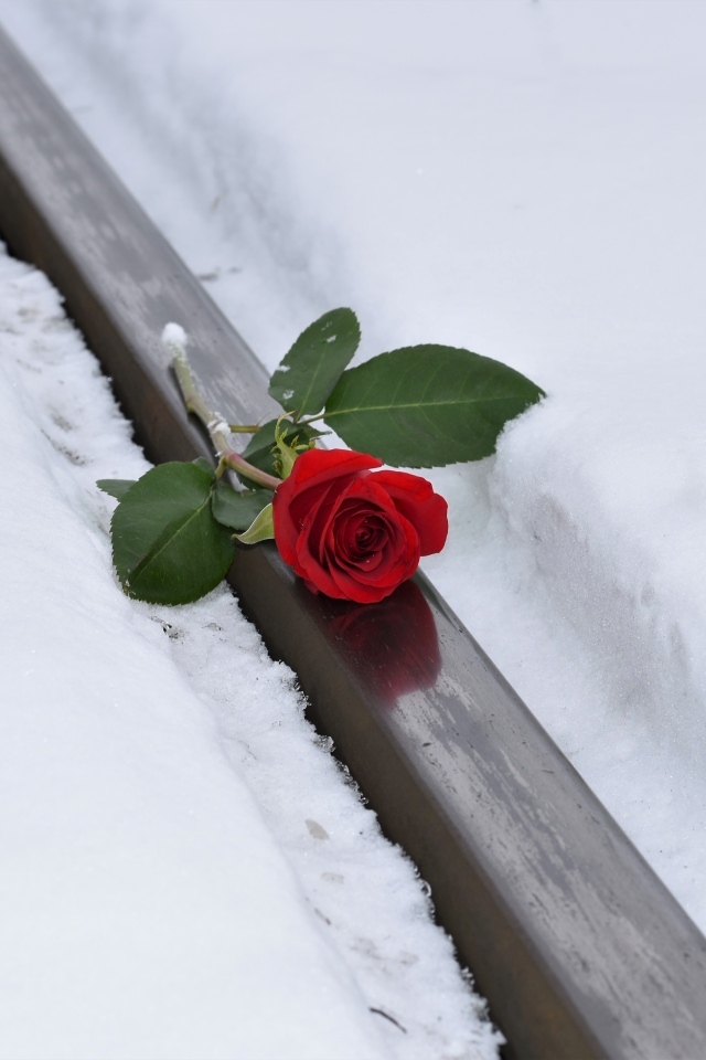 Красная роза на рельсах зимой