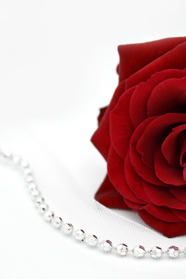 Красная роза с бусами на белом фоне