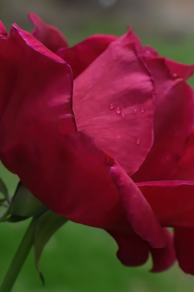 Красная роза с нежными лепестками 