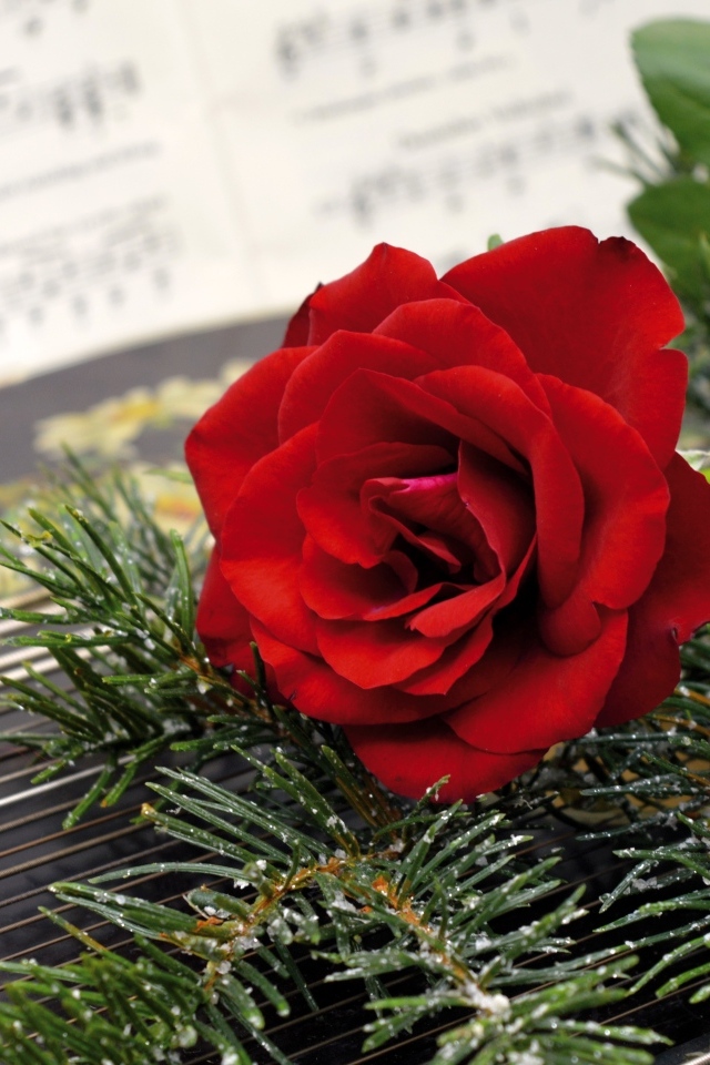 Красная роза с еловыми ветками на нотах 