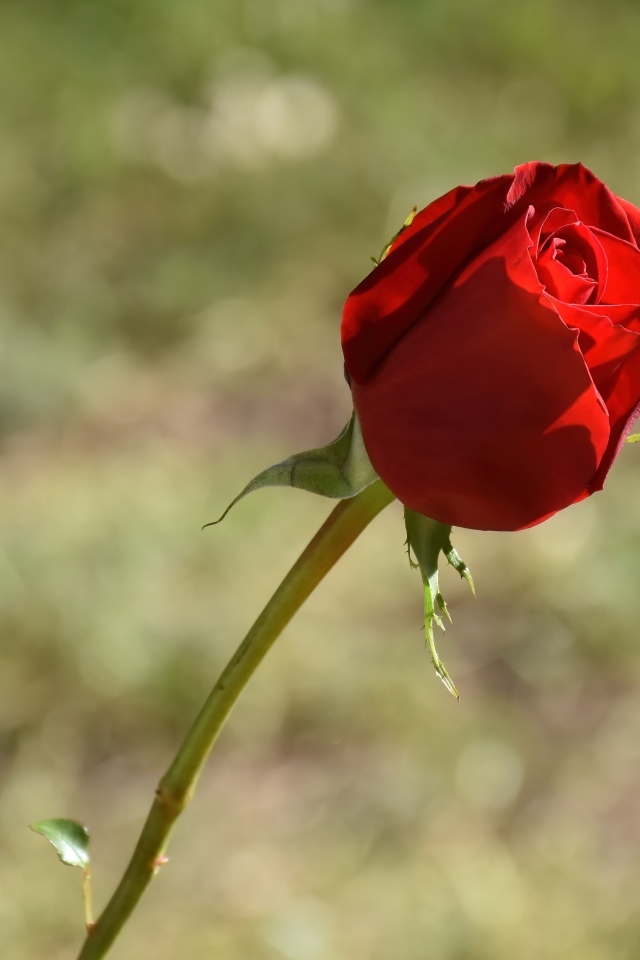 Красная роза с ароматными лепестками