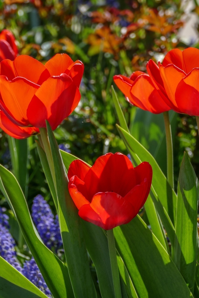 Красные весенние тюльпаны на клумбе