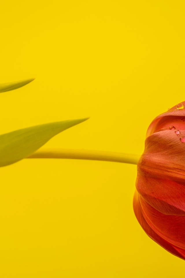 Красный тюльпан на желтом фоне