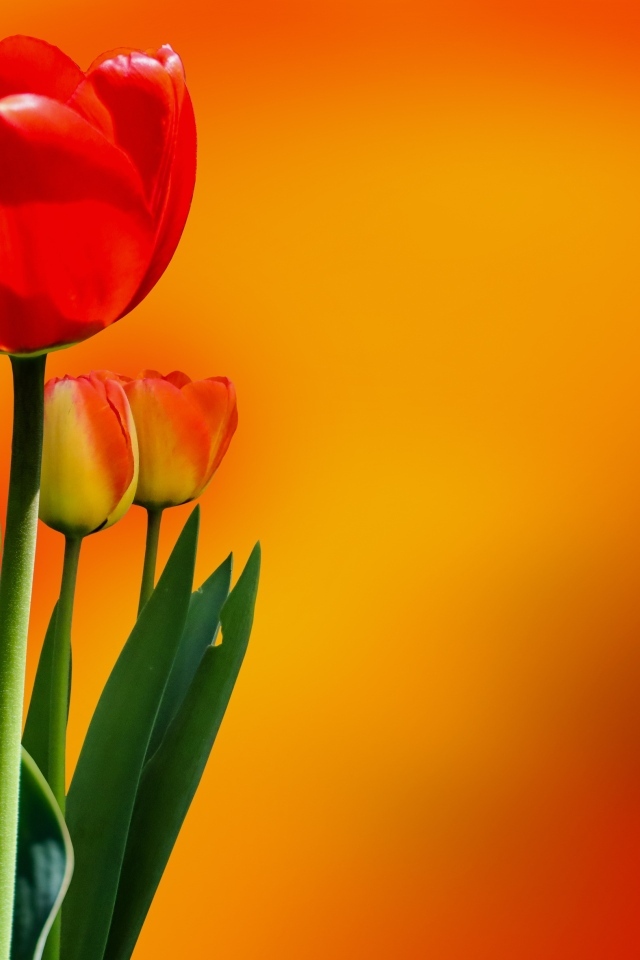 Красный тюльпан с бутонами на оранжевом фоне