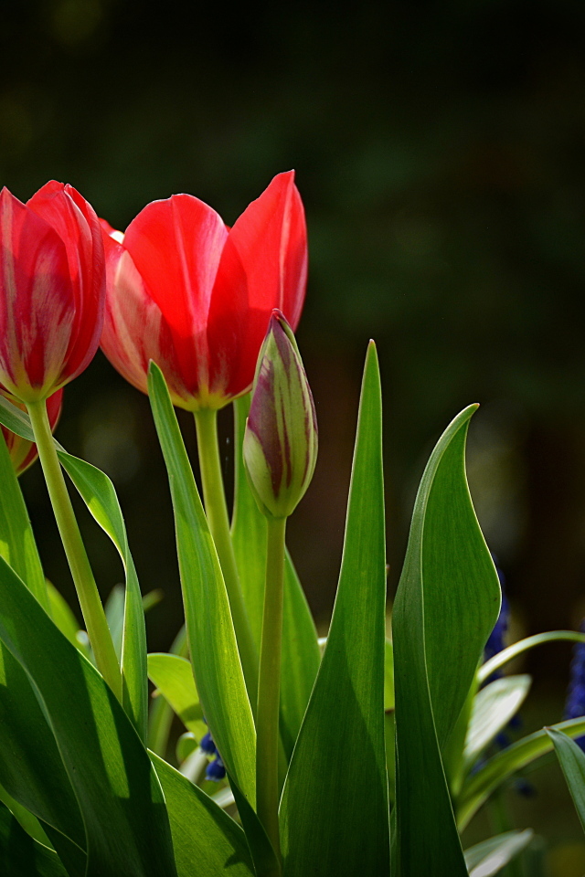 Красные тюльпаны и синие мускари на клумбе
