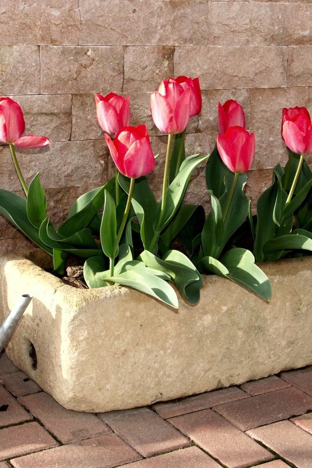 Красные тюльпаны в горшке у стены