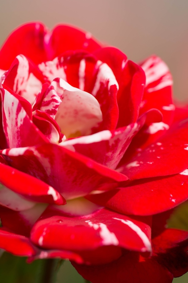 Красный с белым цветок розы крупным планом