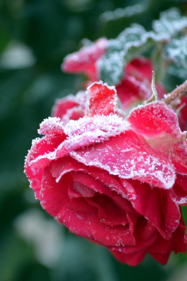 Красные увядшие розы в холодном инее 