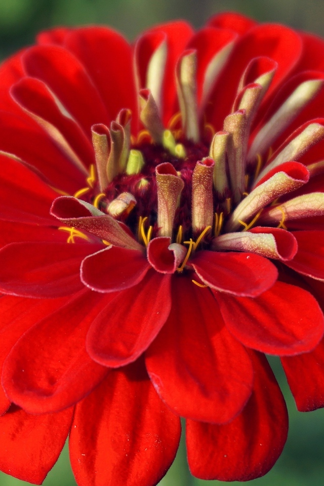 Красный цветок цинния крупным планом